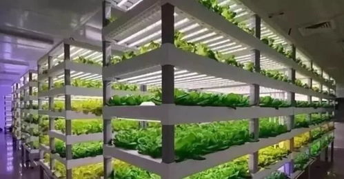 植物工廠 短期不盈利，長期價值可期